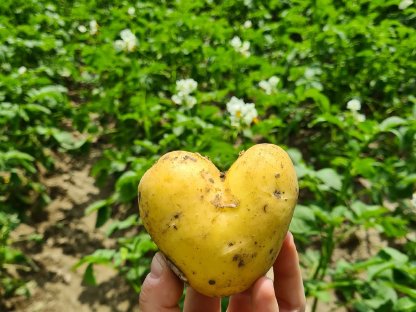 Kartoffel, Erdäpfel VALDIVIA