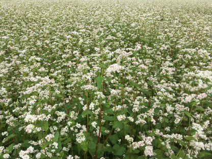 Bild 3:Bio Buchweizen Hirse Einkorn Nackthafer Dinkel Kartoffel