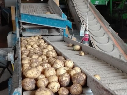 Kartoffel Sortiermaschine