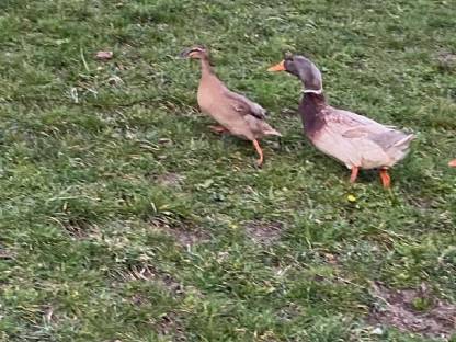 Enten: Enten Bruteier kaufen - Landwirt.com