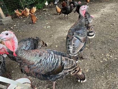 Bild 3:Bronzeputen, Jungtiere, Eier von Puten