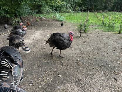 Bild 2:Bronzeputen, Jungtiere, Eier von Puten