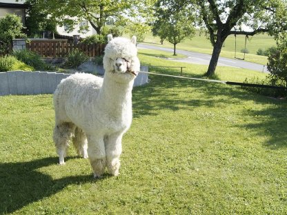 Bild 5:Alpaka Bettdecke