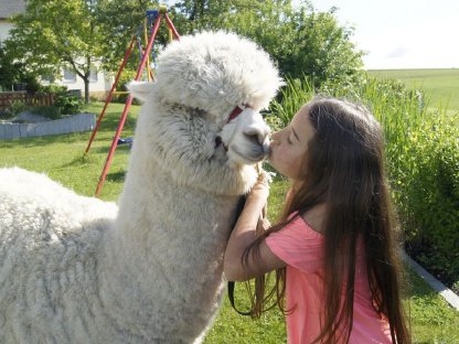 Bild 4:Alpaka Deckservice, Alpaca Zuchthengst, Deckhengst