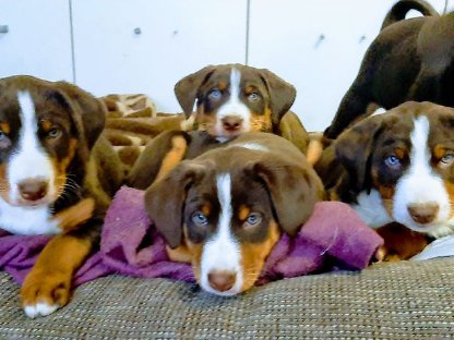 Bild 5:Appenzeller Sennenhund Deckrüde Maui