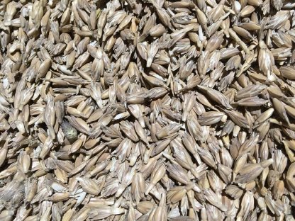 Bild 4:Bio Buchweizen Hirse Einkorn Nackthafer Dinkel Kartoffel