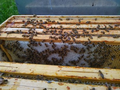 Honig aus eigener Imkerei zu verkaufen.