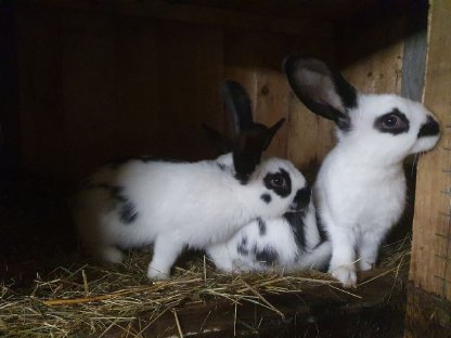 Verkaufe 3,5 Monate alte Kaninchen/Fleischhasen, PLZ.: 3843