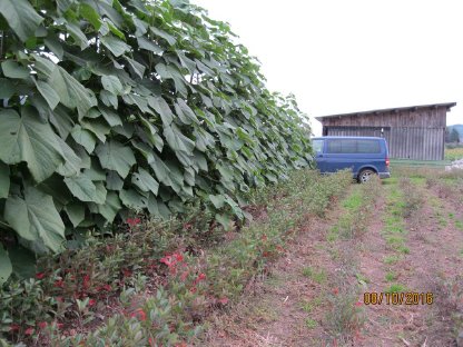 Bild 6:Paulownia, Kiri, Blauglockenbaum