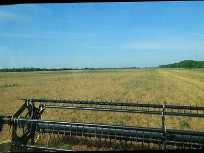 Bild 2:Schwaden mit Honeybee ST21