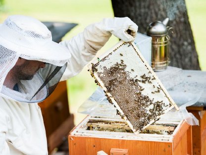 Wirtschafts-Bienenvölker zu verkaufen