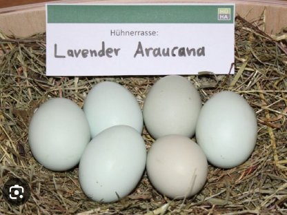 Bruteier Lavender Araucana