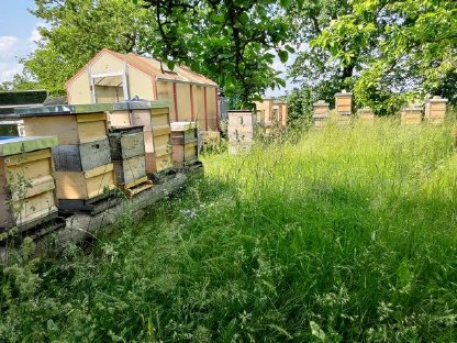 Bild 2:Honig Sommerblüte oder Frühtracht