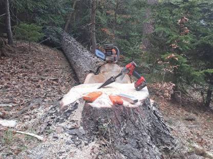 Bild 3:Holzschlägerung und Bringung