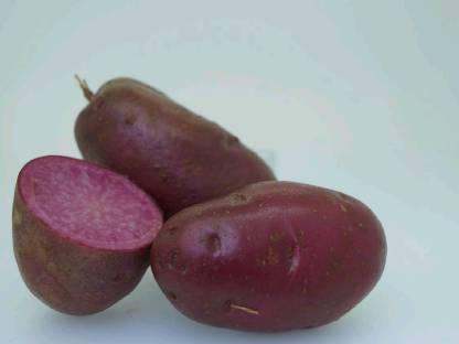 Bild 4:Rosalie, Kipfler, Violetta