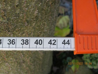 Bild 5:Paulownia, Kiri, Blauglockenbaum