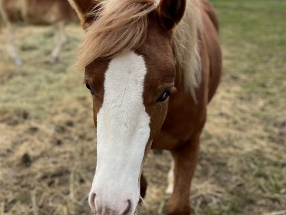 Quarter Pony 2-jährig