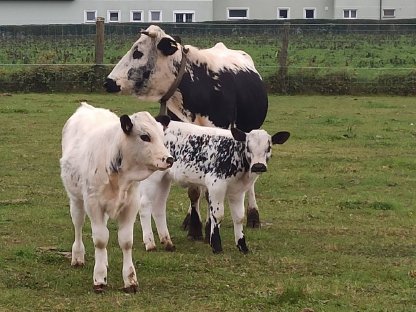 Pustertaler Sprinzen Kühe und Kälber