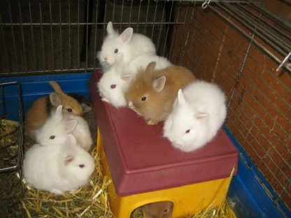 Bild 3:Zwergkaninchen