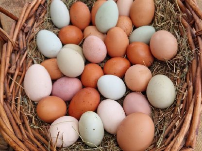 Bunte Eier  / Bruteier von glücklichen Hühnern