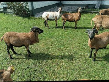 Kamerun Schafe Auen und Böcke