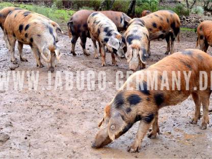 Manchado de Jabugo Ferkel Schweine # Iberico Wagyu Duroc