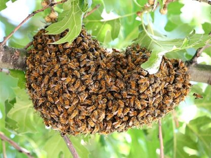 Bienenschwarm / Naturschwarm