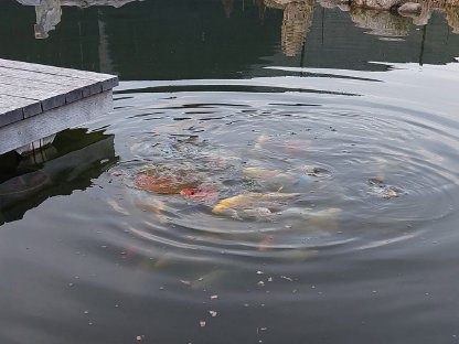 Bild 2:Koi - Teichfische