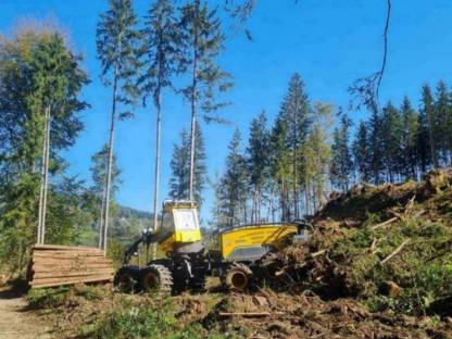 Holzhandel, Holzernte (K ,STMK) Waldbetreuung