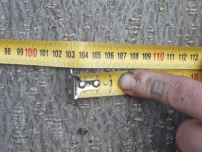 Bild 2:Paulownia, Kiri, Blauglockenbaum