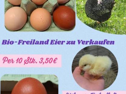 BIO Freiland Eier
