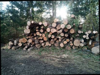 Eschenbrennholz