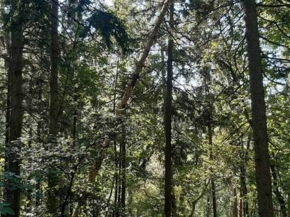 Wald in Linz/Urfahr und Bezirk Urfahr-Umgebung gesucht