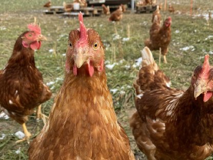 Bild 2:Verkaufe Legehühner