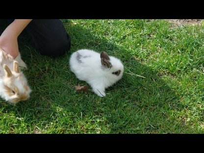 Bild 3:Löwenkopf Zwerghasen