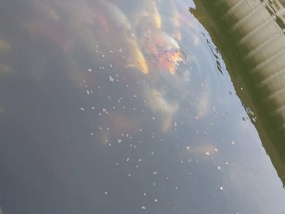 Bild 4:Koi - Teichfische
