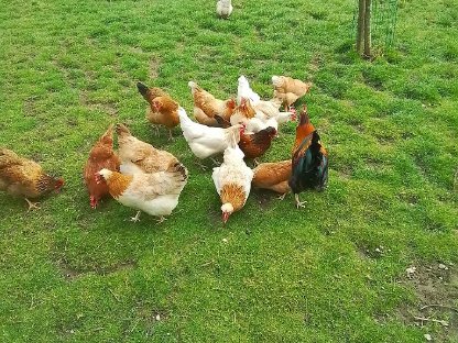 Sulmtaler Hühner zu verkaufen