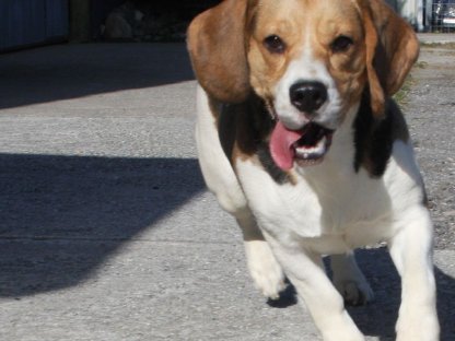Beagle Hündin sucht ihren Lebensplatz