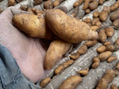 Bild 5:Rosalie, Kipfler, Violetta