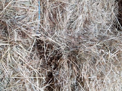 Bild 3:Heu Kleinballen, 1. Schnitt 2025