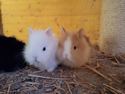 Bild 2:Löwenkopf Zwergkaninchen