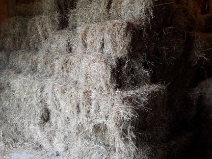 Bild 4:Heu Kleinballen, 1. Schnitt 2025