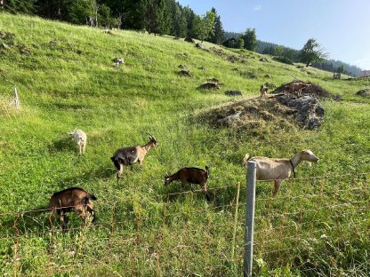 Schafe oder Ziegen für Sommerweide gesucht
