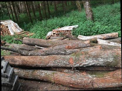 Kaufe Baumstämme für Brennholz