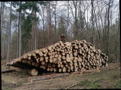 Bild 7:Holzschlägerungsarbeiten