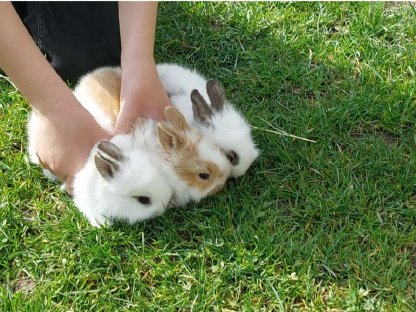 Bild 2:Löwenkopf Zwerghasen