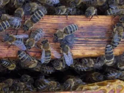 Bienenvölker
