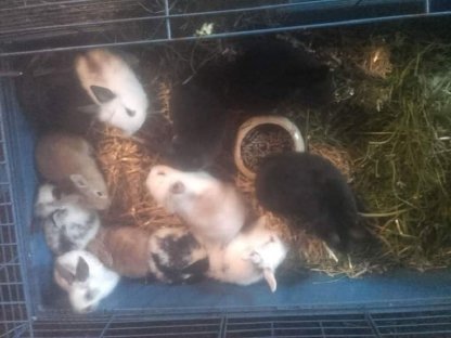 Bild 2:Zwergkaninchen