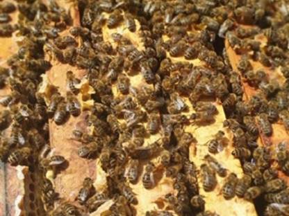 BIO Bienen Auswinterungsvolk aus 2023 Carnica
