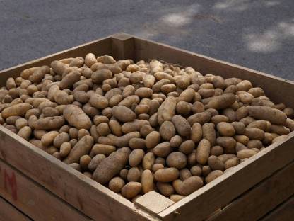 Bild 2:Rosalie, Kipfler, Violetta